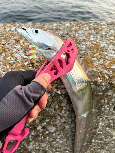 タチウオの釣果