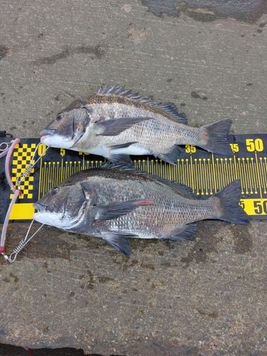 チヌの釣果