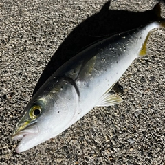 コズクラの釣果