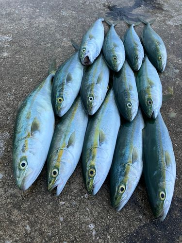 コゾクラの釣果