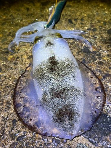 アオリイカの釣果