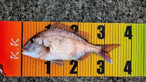 マダイの釣果