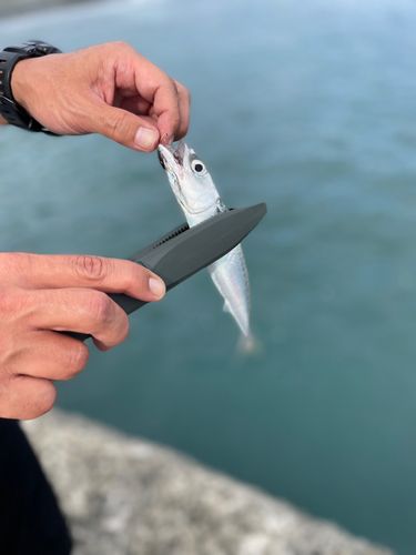 サバの釣果