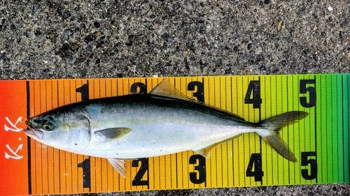 ハマチの釣果