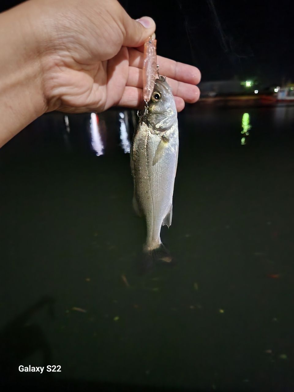 セイゴ（タイリクスズキ）