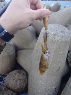 アオリイカの釣果