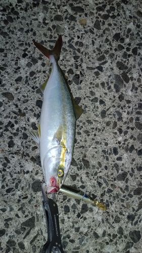イナダの釣果