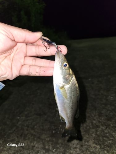 セイゴ（タイリクスズキ）の釣果