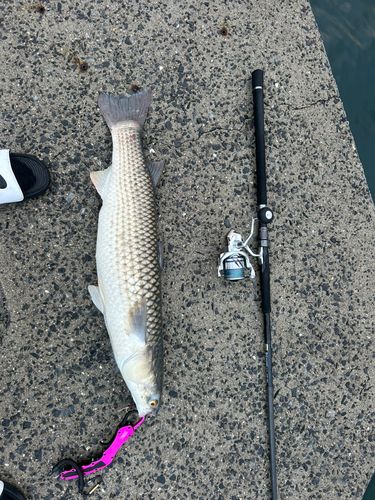 ボラの釣果
