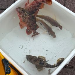 カサゴ