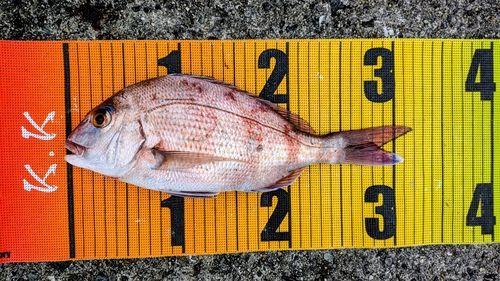 マダイの釣果