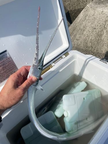 グレの釣果
