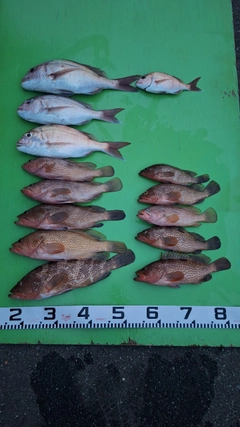 マダイの釣果