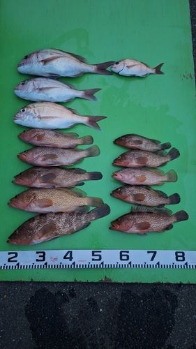 マダイの釣果