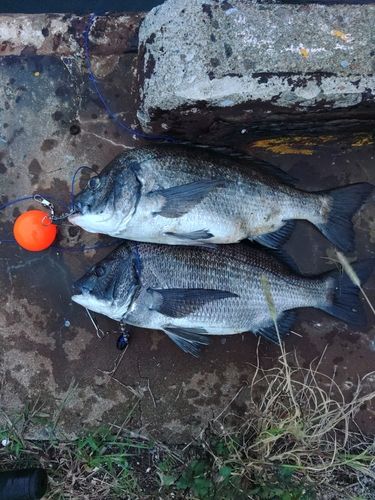 クロダイの釣果