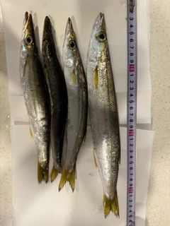 アカカマスの釣果