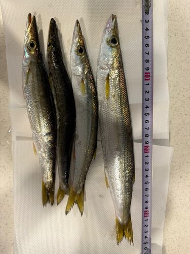 アカカマスの釣果
