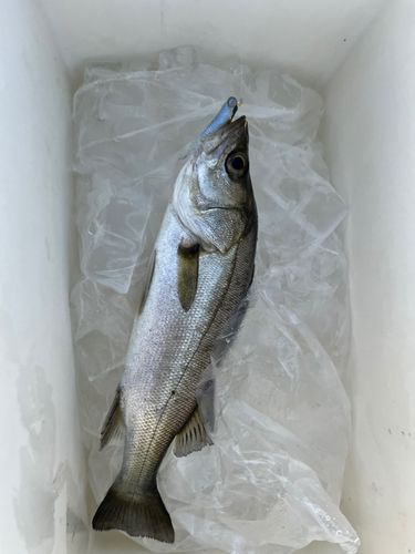 セイゴ（ヒラスズキ）の釣果