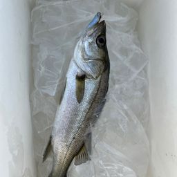 セイゴ（ヒラスズキ）