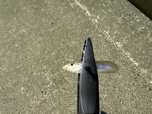 シロギスの釣果