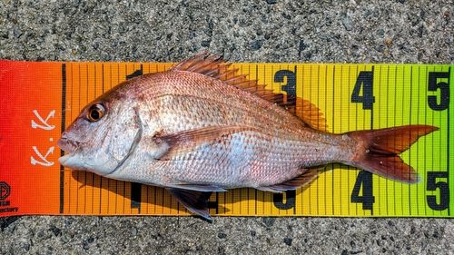 マダイの釣果