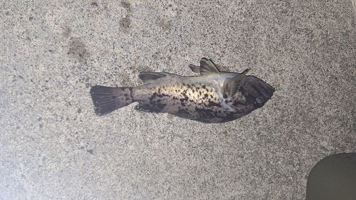 クロソイの釣果
