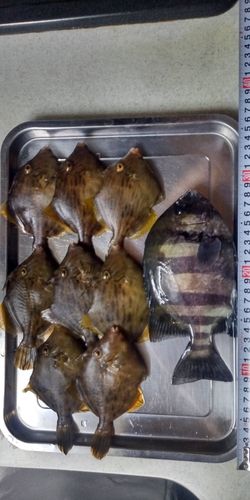 シマダイの釣果