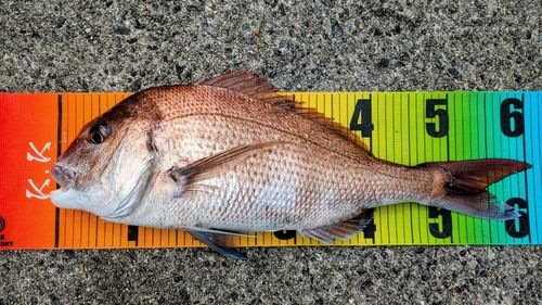 マダイの釣果