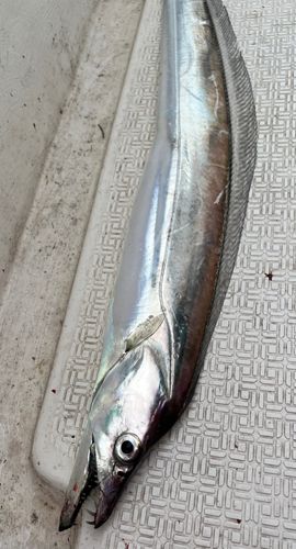 タチウオの釣果
