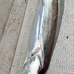 タチウオ