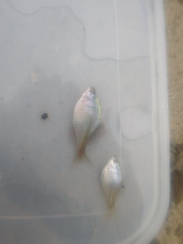 タナゴの釣果