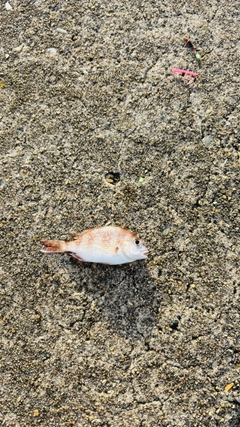 チャリコの釣果