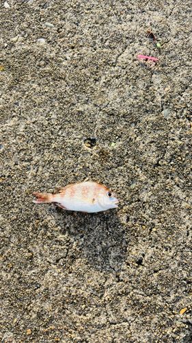 チャリコの釣果