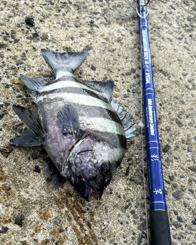 イシダイの釣果