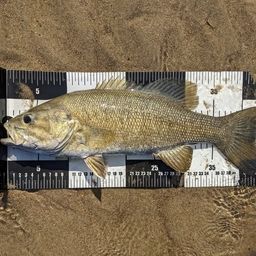 スモールマウスバス