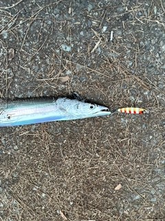 タチウオの釣果