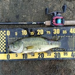 ラージマウスバス