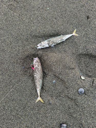 二宮海岸