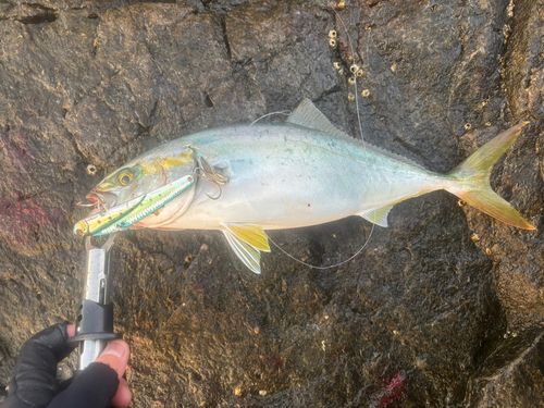 ハマチの釣果