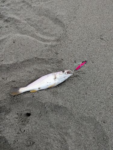 ニベの釣果