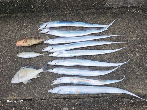 浦戸湾