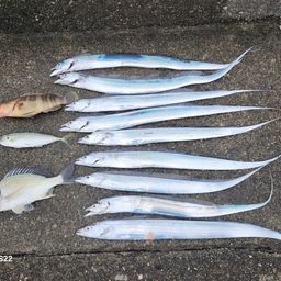 タチウオ