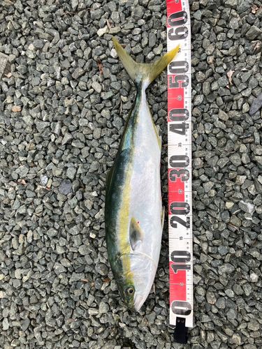 イナダの釣果