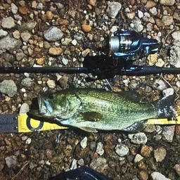 ラージマウスバス