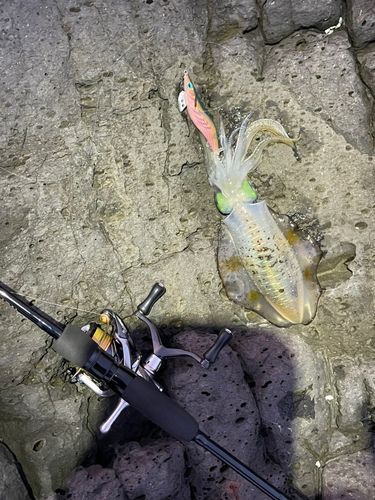 アオリイカの釣果