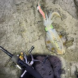 アオリイカ