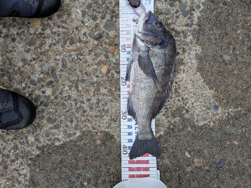 クロダイの釣果