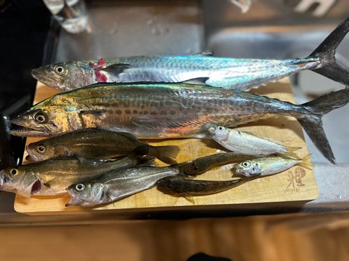 サゴシの釣果