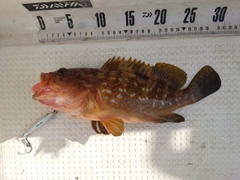 キジハタの釣果