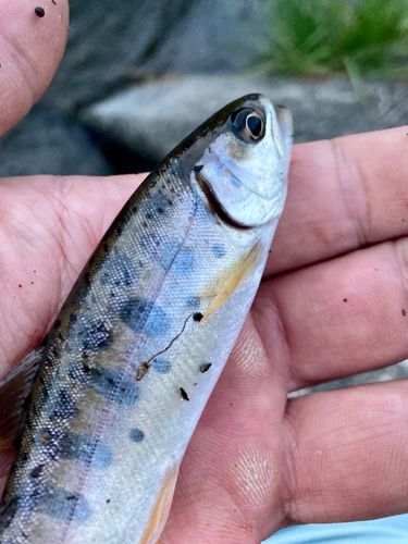 ヤマメの釣果